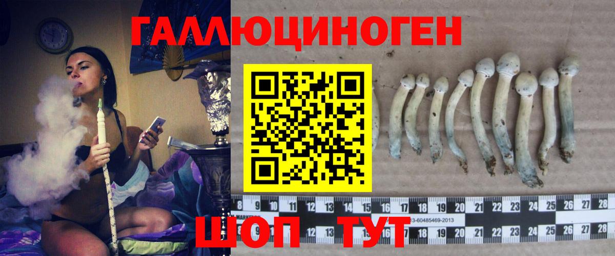 Псилоцибиновые грибы Psilocybine cubensis Великий Новгород